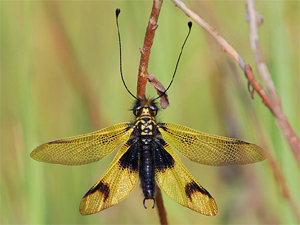 Le Ascalaphidae del Mediterraneo