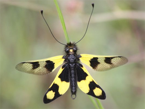 Le Ascalaphidae del Mediterraneo