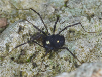 Opiliones d''Italia: elenco, fotografare, specie simile, ecc.