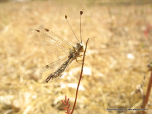 Le Ascalaphidae del Mediterraneo