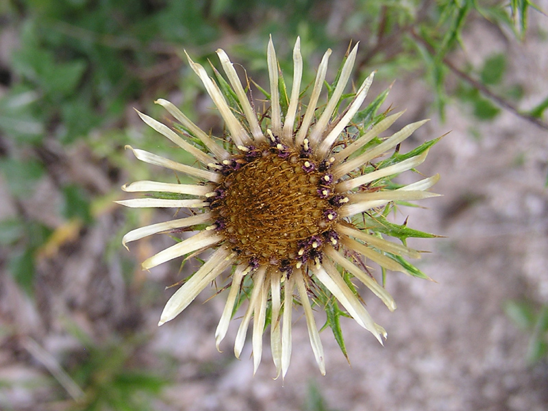 Carlina corymbosa e Carlina vulgaris