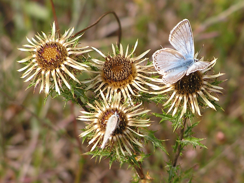 Carlina corymbosa e Carlina vulgaris