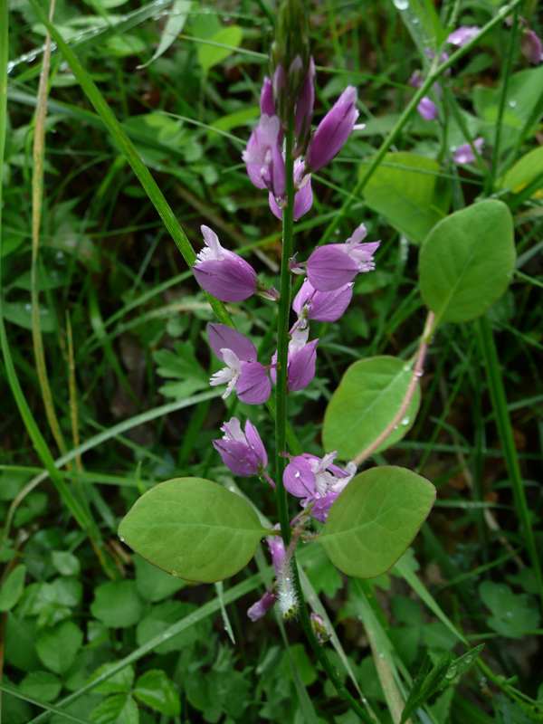 Trovato in Abruzzo: Polygala forse nicaeensis