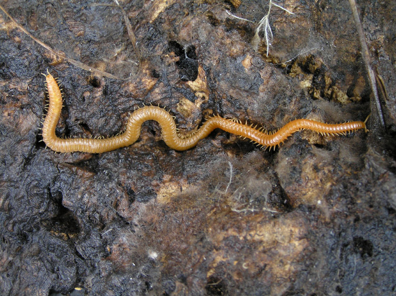 Himantarium gabrielis della Sardegna