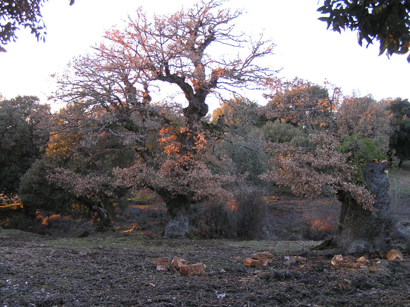 I querci sopra Orgosolo/Sardegna