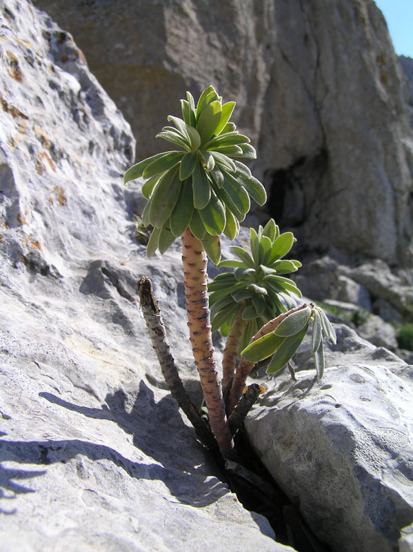 Euphorbia characias Linnaeus