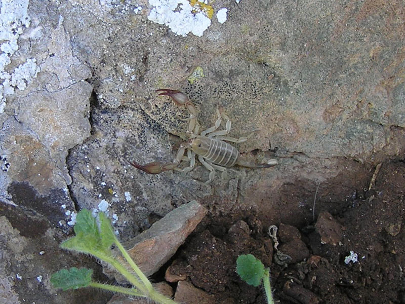 Euscorpius flavicaudis e sicanus  della Sardegna