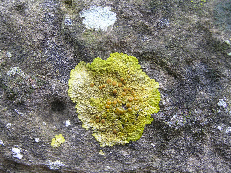 Licheni da Caprese Michelangelo (AR)