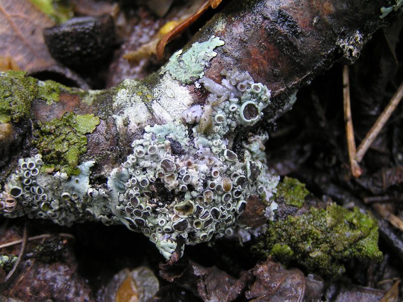 Licheni da Caprese Michelangelo (AR)