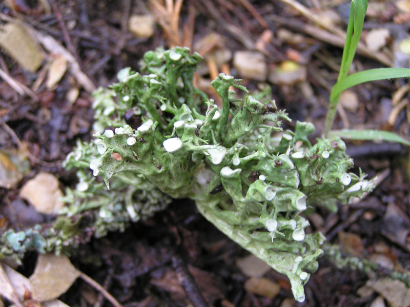 Licheni da Caprese Michelangelo (AR)