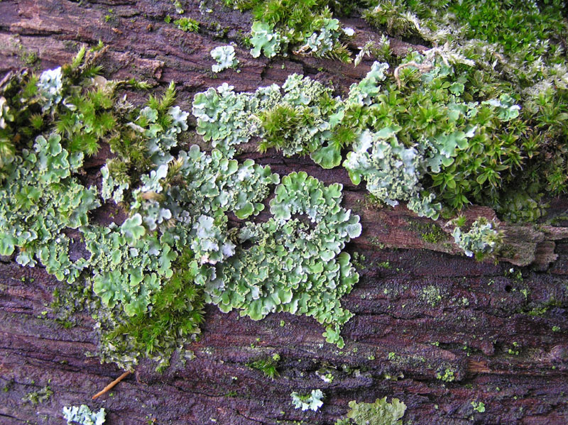 Licheni da Caprese Michelangelo (AR)