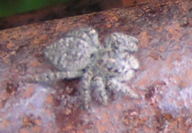 Philaeus chrysops (Poda 1761)
