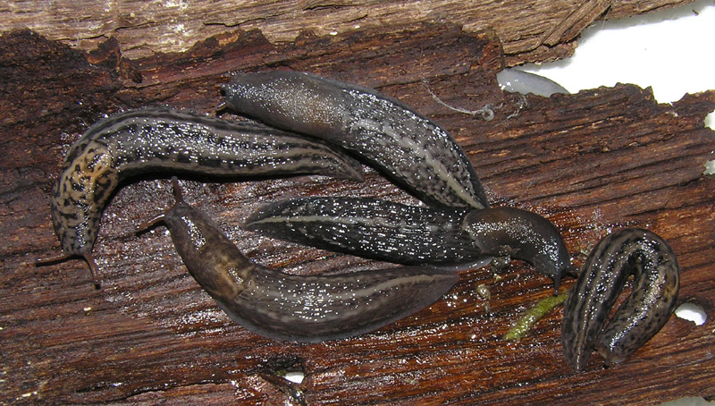 Limax amaliae Bettoni 1870 da Giussago (PV)