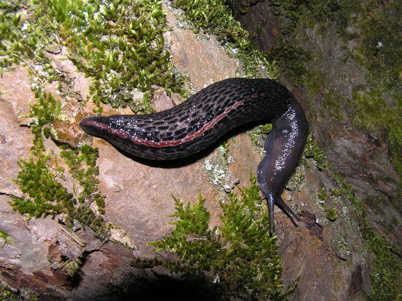 Limax doriae Bourguignat 1861