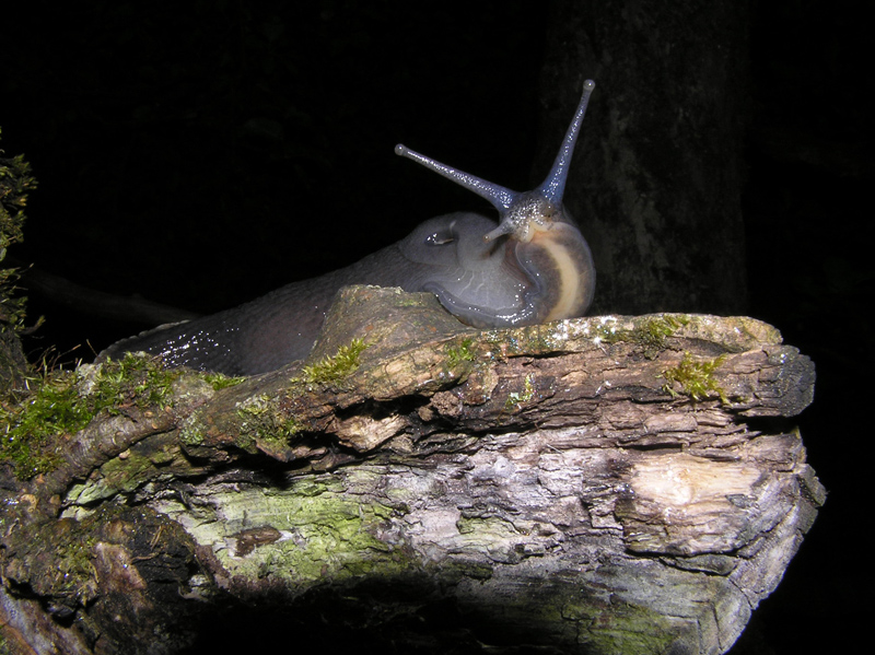 Limax doriae Bourguignat 1861