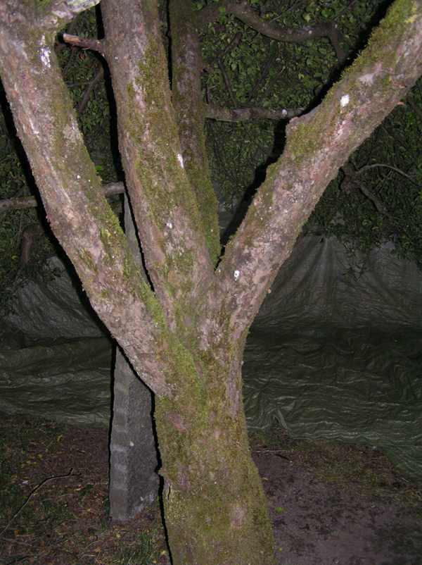 Limax amaliae Bettoni 1870 da Giussago (PV)