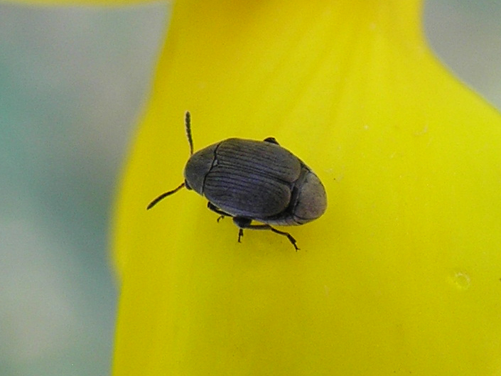 Un Chrysomelidae Bruchinae da Lettomanoppello (PE)