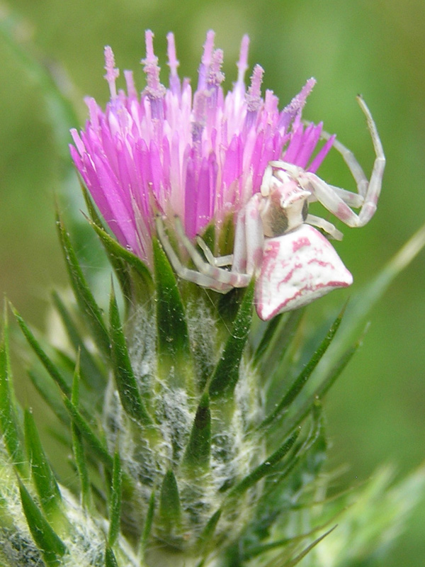 Thomisus onustus da Roccamorice/Abruzzo