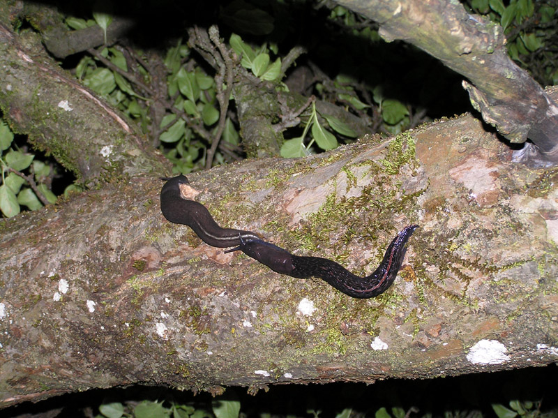 Limax doriae Bourguignat 1861