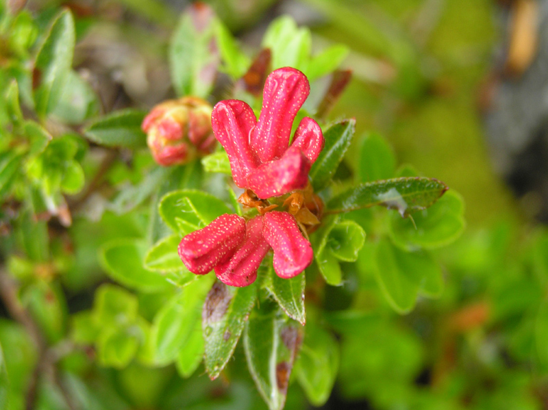 Rhododendron hirsutum Linnaeus