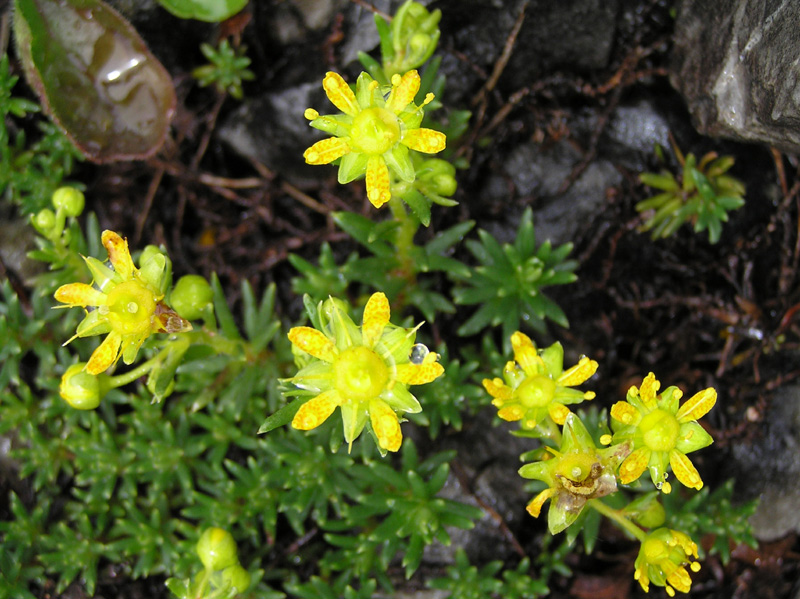 Saxifraga aizoides