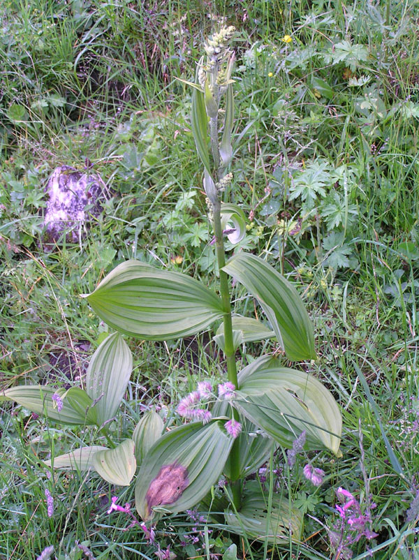 Veratrum album
