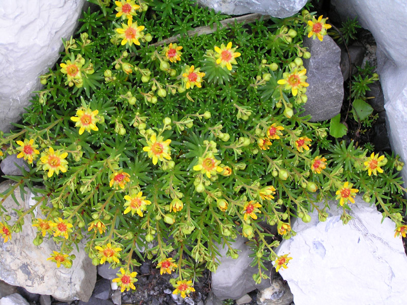 Saxifraga aizoides