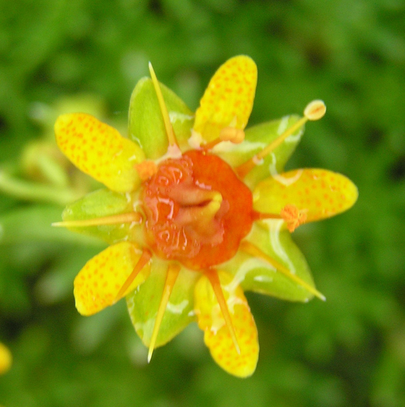 Saxifraga aizoides