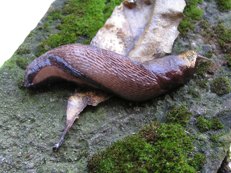 Limacidae delle Alpi Marittime