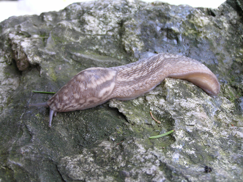 Limacidae delle Alpi Marittime