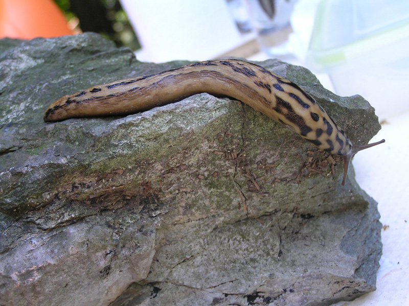 Limacidae delle Alpi Marittime