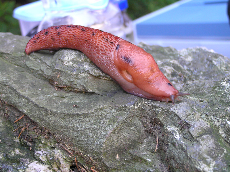 Limacidae delle Alpi Marittime