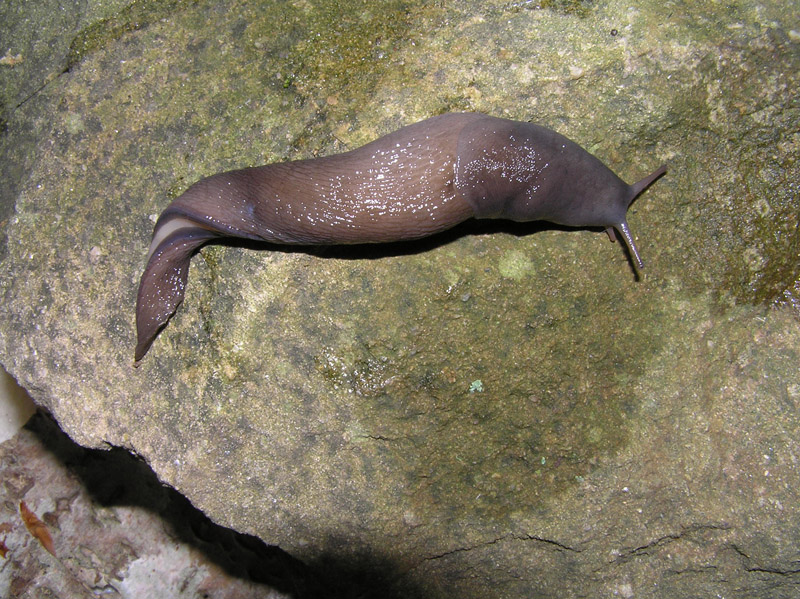 Limacidae delle Alpi Marittime