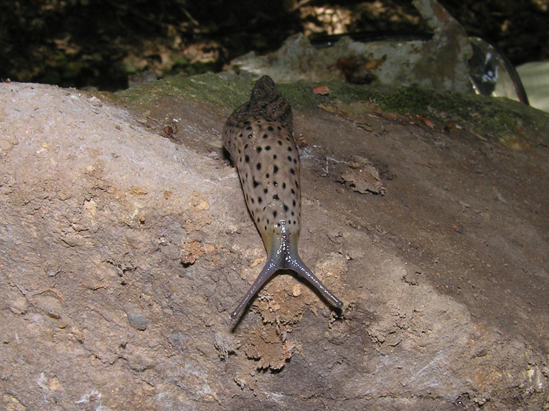 Limacidae delle Alpi Marittime