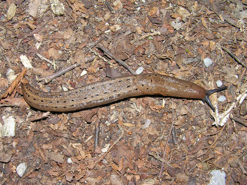 Limacidae delle Alpi Marittime