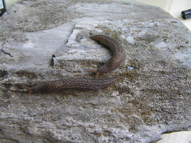 Limacidae delle Alpi Marittime