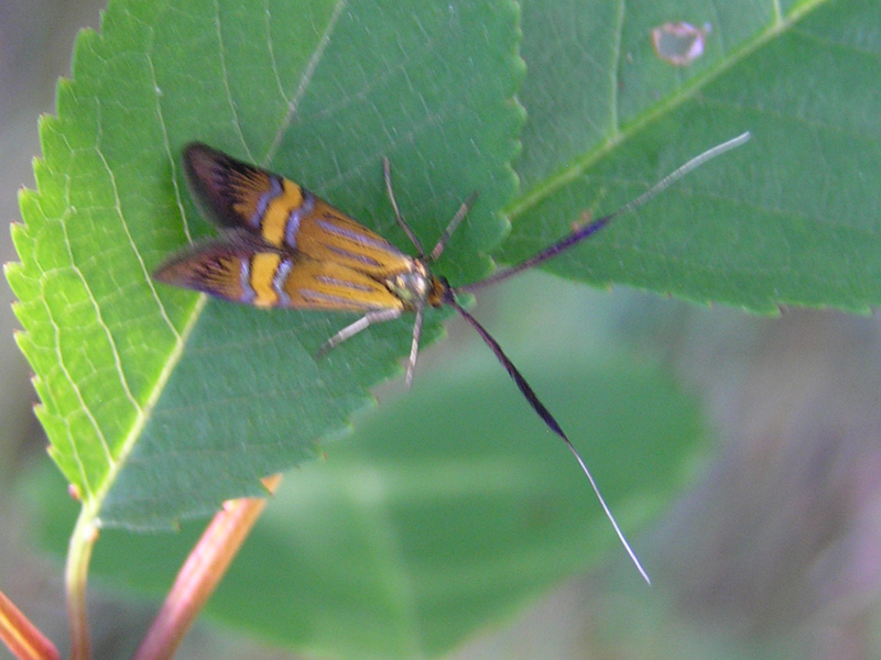 Nemophora degeerella da Tenda/Tende (F)