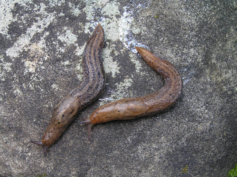 Limacidae delle Alpi Marittime