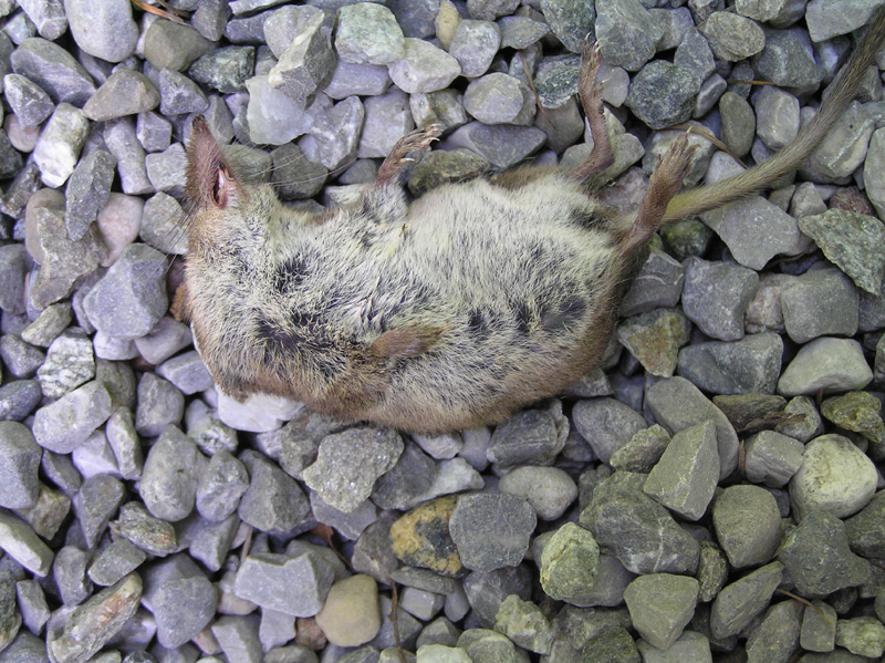 Sorex sp. - Tschagguns-Latschau (Austria)