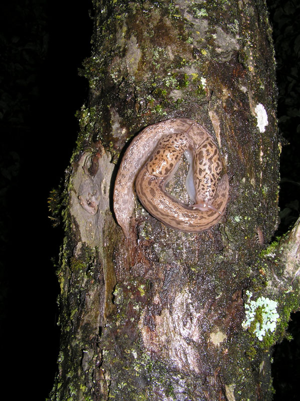 Limax del maximus-gruppo in accoppiamento da Cosenza