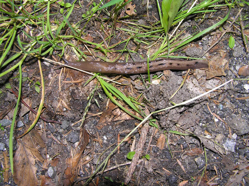 Limacidae (L. alpinus) della Val Sesia (VC)