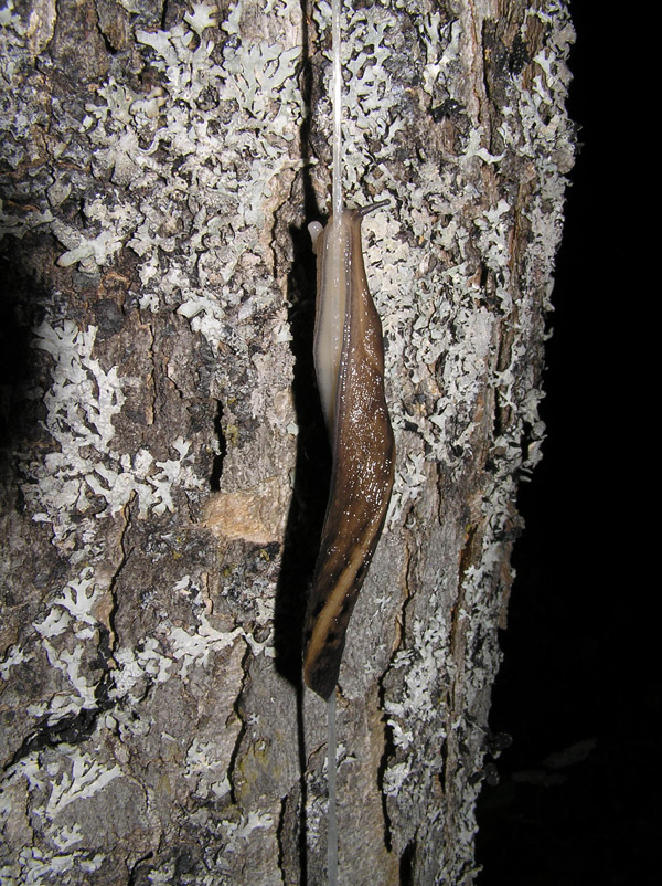 Limacidae (L. alpinus) della Val Sesia (VC)