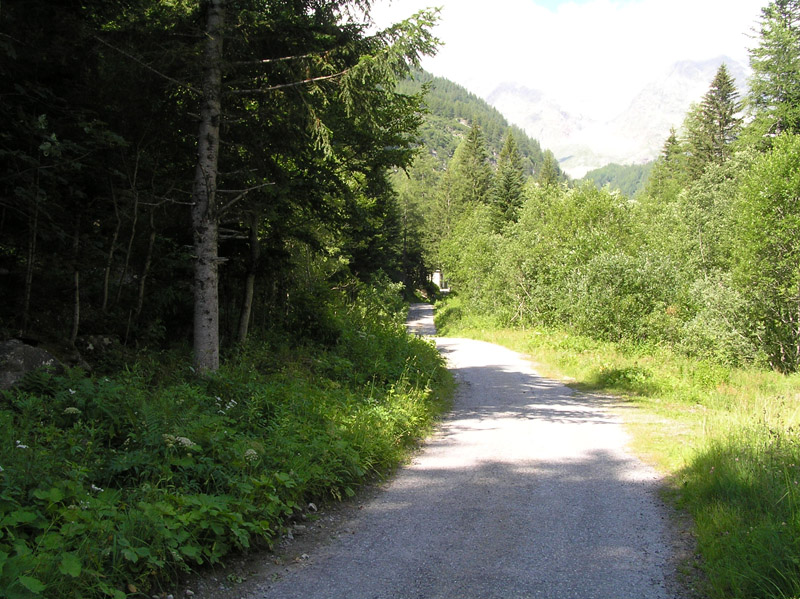 Limacidae (L. alpinus) della Val Sesia (VC)