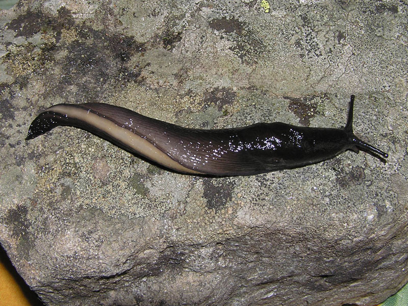 Limacidae delle Alpi Marittime