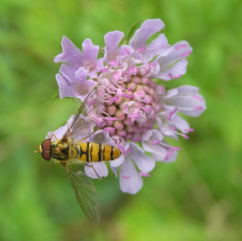 Syrphidae dal nord e sud degli Alpi