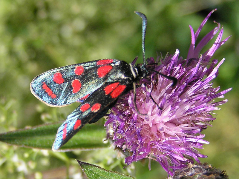 Zygaenidae della Garfagnana/Apuane/Lunigiana