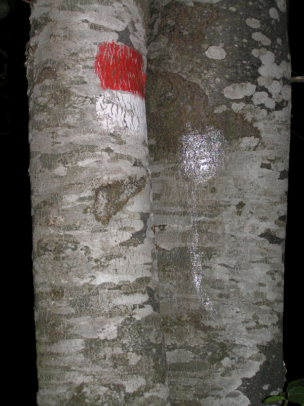Limax grigio + Limax aldrovandi Moquin-Tandon 1855 degli Apuane
