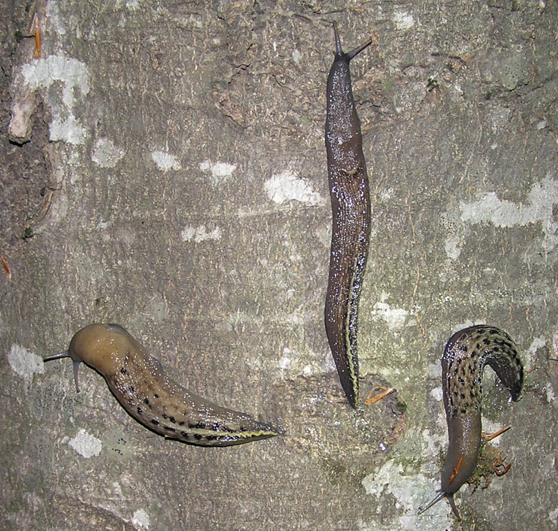 Limax grigio + Limax aldrovandi Moquin-Tandon 1855 degli Apuane