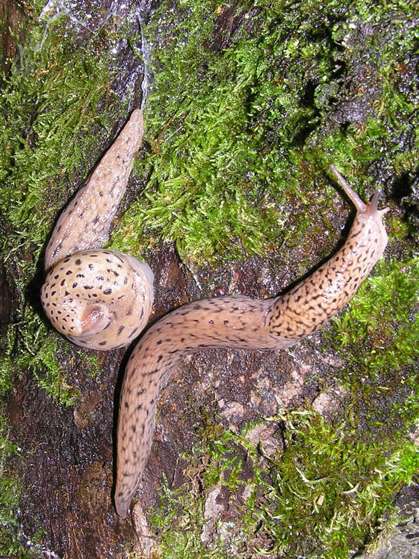 Limax del maximus-gruppo in accoppiamento da Cosenza