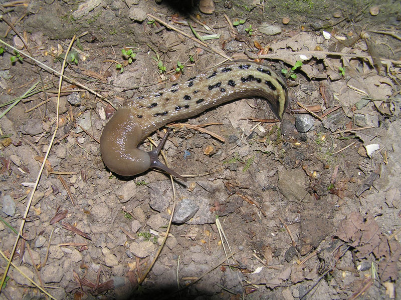 Due specie di Limax da Castelnuovo di Garfagnana (LU)